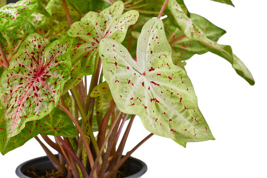 Leaf of exotic 'Caladium Miss Muffet' houseplant with red dots