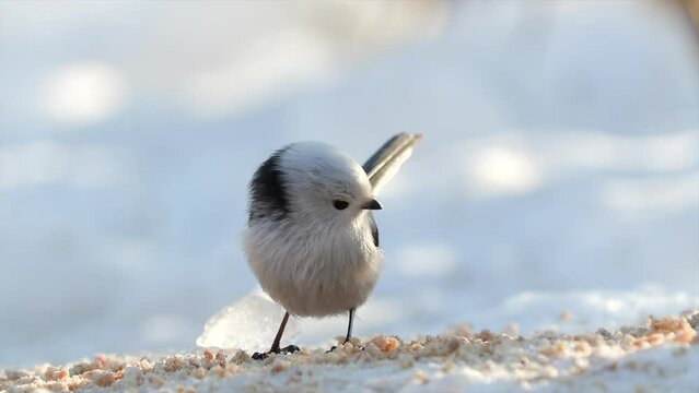 long tailed tit bird on ground feeding Aegithalos caudatus winter scene natural world norway
