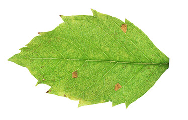 A leaf from a tree isolated on a white background