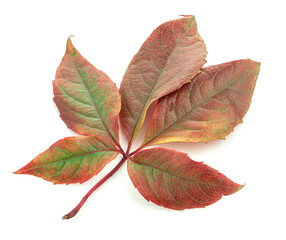 Red leaves of a plant on a white background