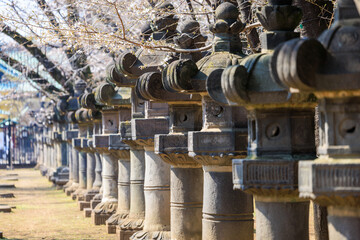 Fototapeta premium 神社の参道の石灯籠