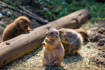 食事中の3匹のプレーリードッグ