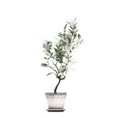 decorative flower in a pot isolate on a transparent background, 3D illustration, cg render