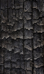 Verkohltes Holz