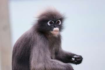 Shaggy cute dusky leaf monkey (Trachypithecus obscurus) took out boiled rice from the dustbin and...