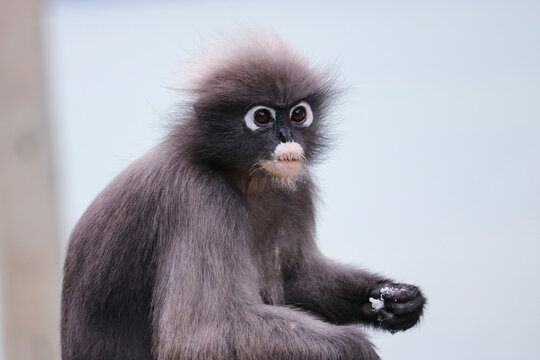 Shaggy cute dusky leaf monkey (Trachypithecus obscurus) took out boiled rice from the dustbin and eats it.