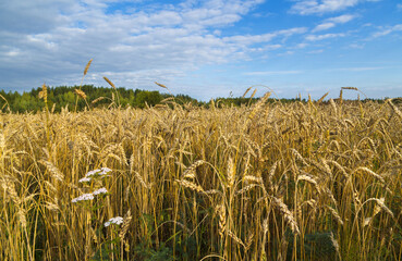 A large field with ripe golden wheat