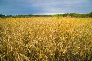A large field with ripe golden wheat