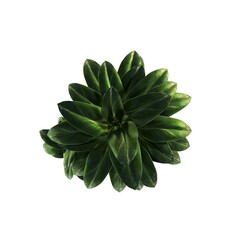 decorative flowers and plants for the interior, top view, isolated on white background, 3D illustration, cg render 