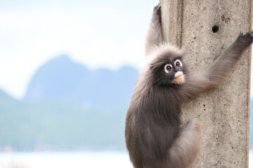 Cute young dusky leaf monkey (Trachypithecus obscurus) sits on a pole and is sad.