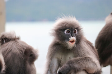 Amazed dusky leaf monkey (Trachypithecus obscurus) closeup. Funny Spectacled Langur.