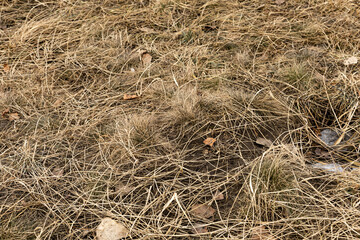 Dry grass and dry leaves as a background or texture shot close up. Texture of wilted Grass, Dry grass background. Dead grass matter