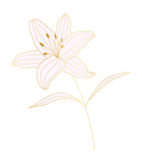 Tropical lily flower gold line art