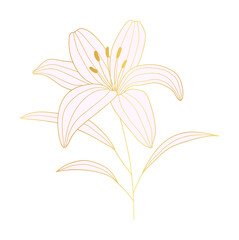 Tropical lily flower gold line art