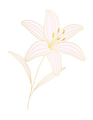Tropical lily flower gold line art
