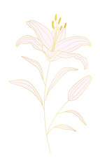 Tropical lily flower gold line art