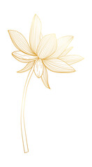 Tropical lotus flower gold line art