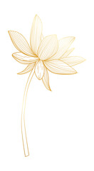 Tropical lotus flower gold line art © TWINS DESIGN STUDIO