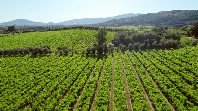 Low aerial dolly shot above rows of vines in a vineyard in Maule Valley, Chile