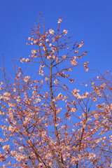 梅の花