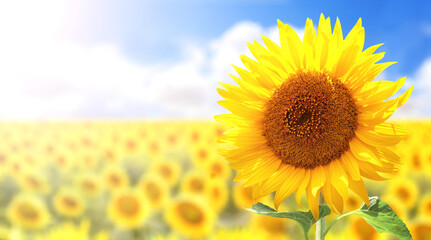 Sunflower on blurred sunny nature background. Horizontal agriculture summer banner with sunflowers field