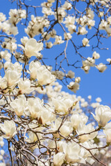 Naklejka premium 早春の花 ハクモクレン