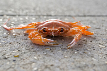 Le crabe rouge