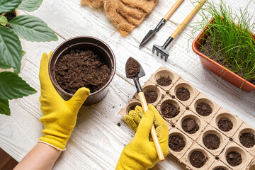 Gardener planting flowers. Female Hands Working with Soil, Natural Small Pots. Fertility. Caring House Plants. Top View. Person Sowing Seeds in Germination Boxes. Growing Seedlings at Home in Spring