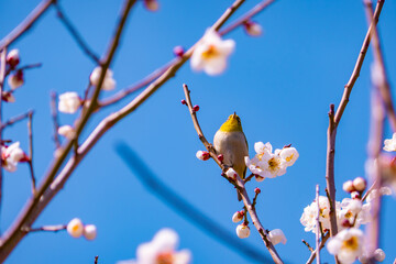 梅の花とメジロ