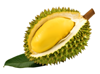 Durian fruit with cut in half and leaves are isolated on yellow background. cutout transparent background.