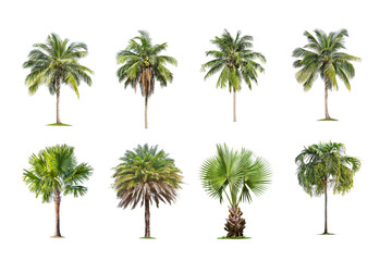Coconut tree on White Background. The collection of green palm tree . tropical trees isolated used for design, advertising and architecture.