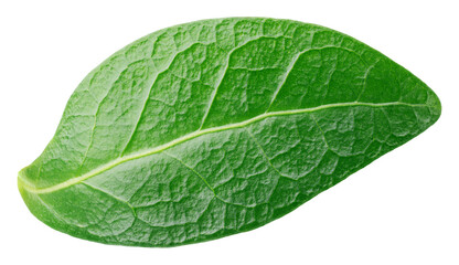 Fototapeta na wymiar Blueberry green leaf isolated on transparent background. Full depth of field.