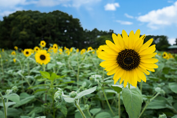 夏の花、青い空に映えるひまわり