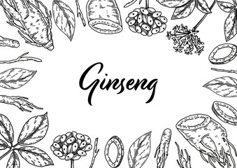 Ginseng horizontal design. Hand drawn botanical vector illustration in sketch style. Can be used for packaging, label, badge. Herbal medicine background