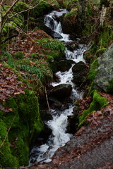 water stream in a forest