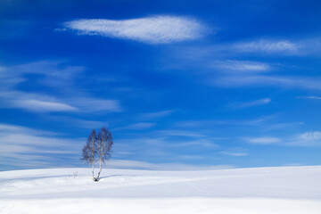 白樺と雲（美瑛町）