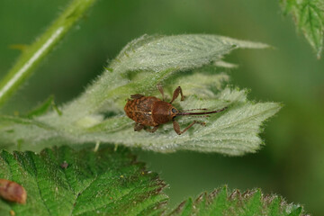 Closeup on a small brown European carpophagus Acorn weevil , Curculio glandium © Henk