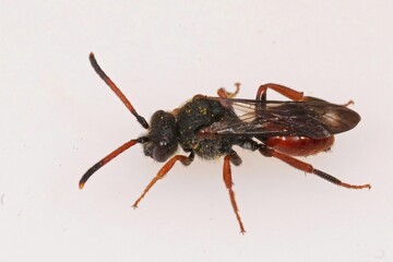 Closeup on the dark red colored female of the cleptoparasite Fabricius' Nomad bee, Nomada fabriciana on a white background