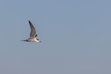 Common tern (Sterna hirundo) flying over the beach on Juist, East Frisian Islands, Germany.