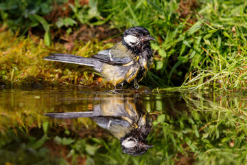 Great Tit (Parus major) sitting at a pond in spring.
