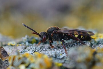 Closeup on a red colored female Early Nomad bee, Nomada leucophthalma sitting on wood