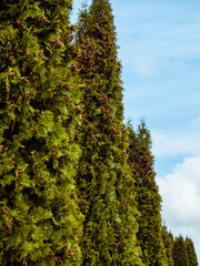 A row of thuja trees against a blue sky background