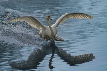 Schwan