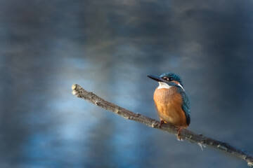 Eisvogel