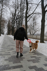 Naklejka na ściany i meble Active energetic playful young Australian Shepherd Red Merle with owner having fun outside. Young brunette woman in gray hat walks in snowy winter park with dog and plays tug of war. Rear view.