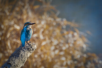 Eisvogel