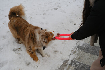 Active energetic playful young Australian Shepherd Red Merle with owner having fun outside. Young...