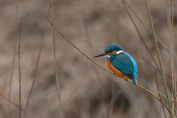 Eisvogel