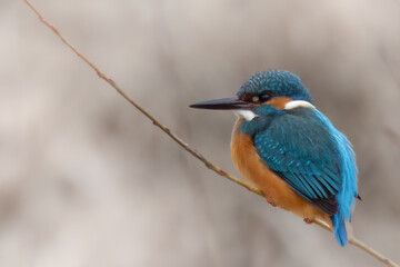 Eisvogel