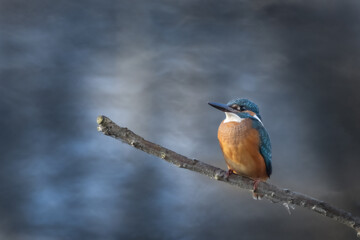Eisvogel